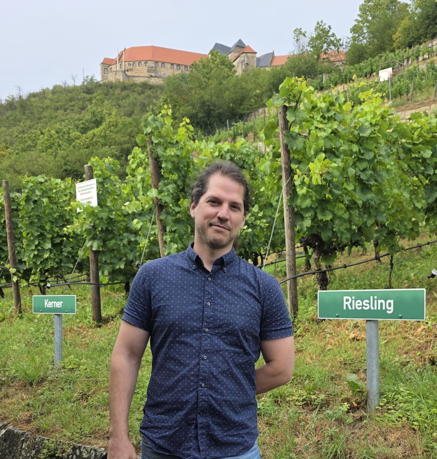 Standing among the Kerner and Riesling vines below the castle at Neipperg, Germany